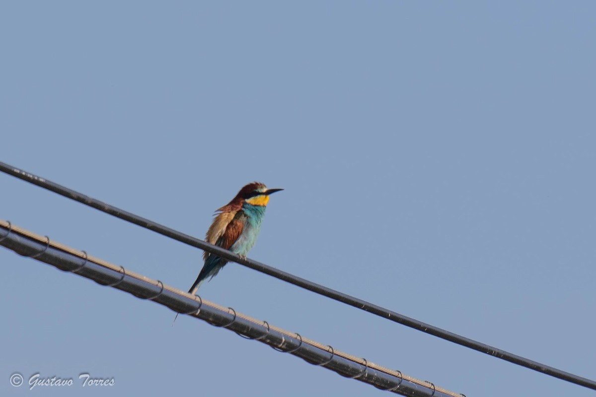 European Bee-eater - ML595670181