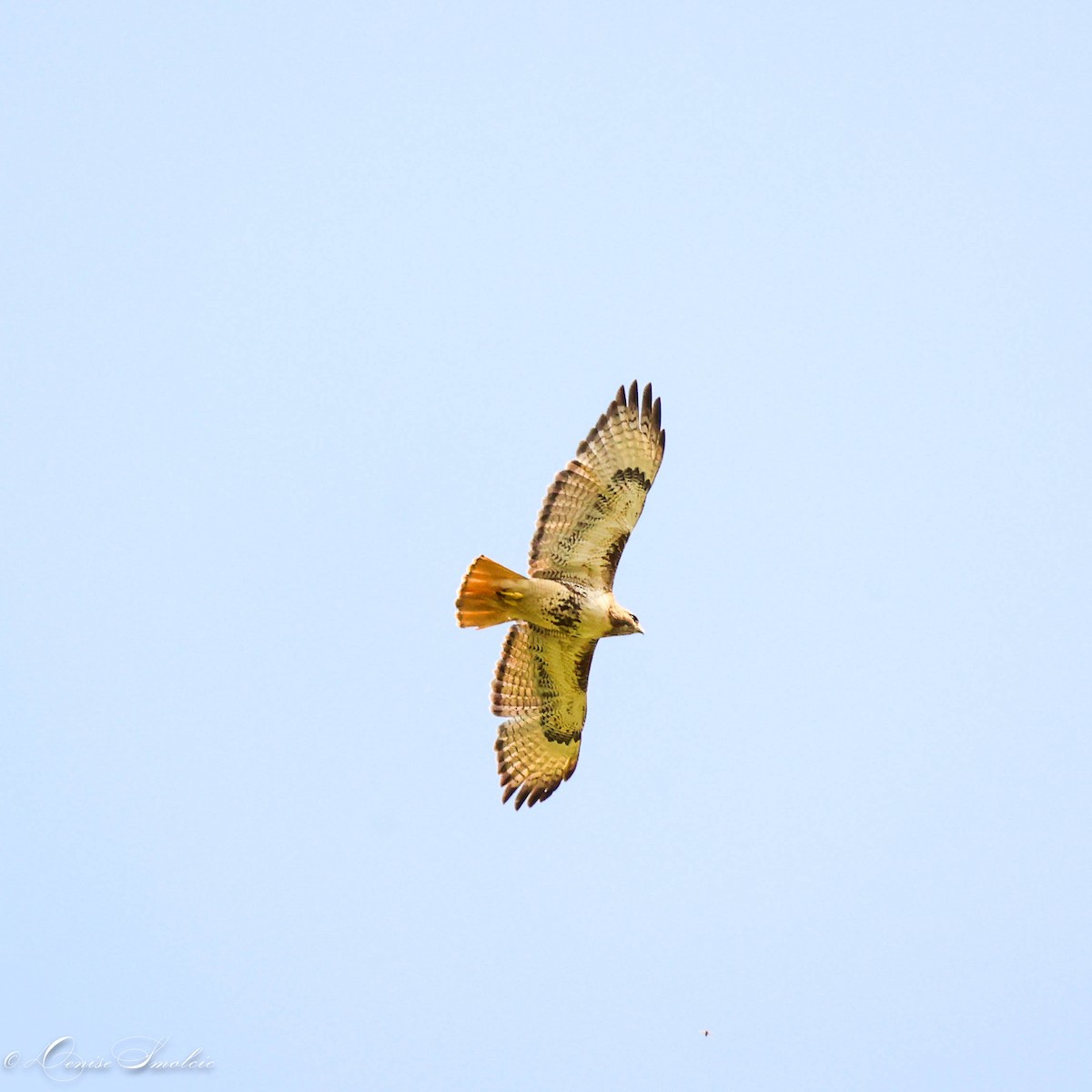 Red-tailed Hawk - ML595670311