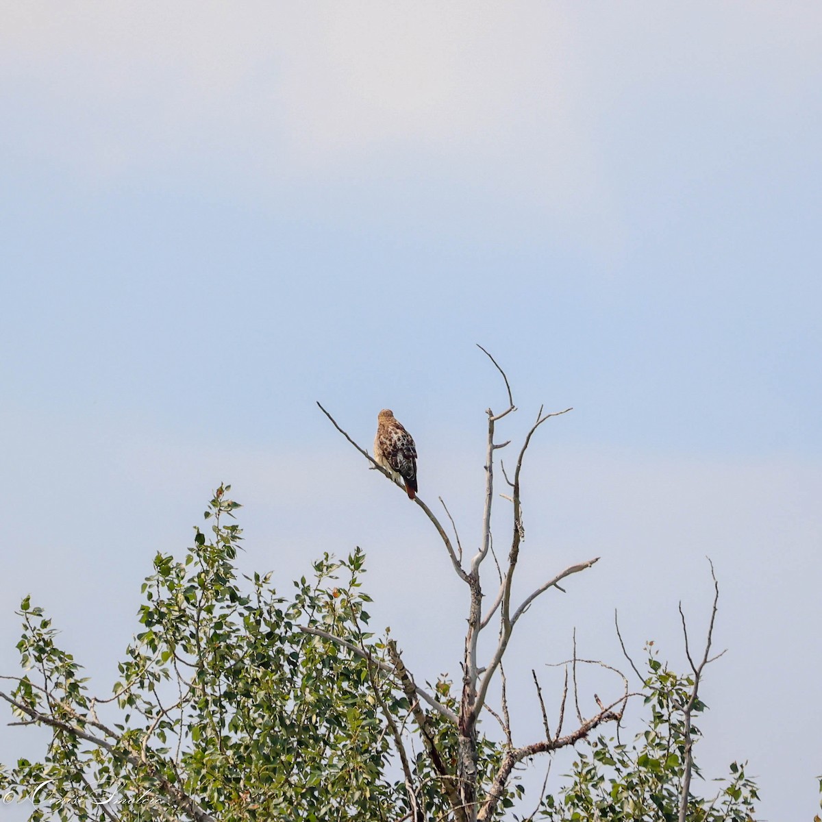 Red-tailed Hawk - ML595670321