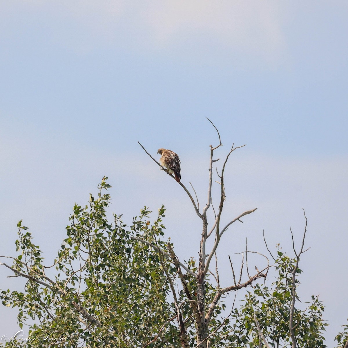Red-tailed Hawk - ML595670331