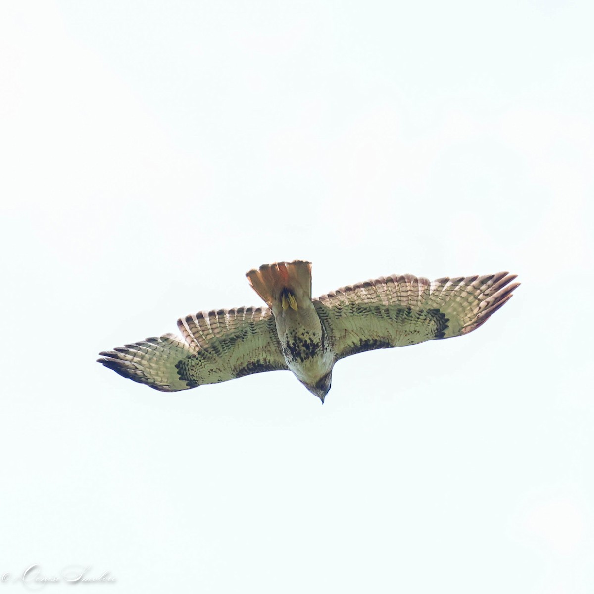 Red-tailed Hawk - ML595670351