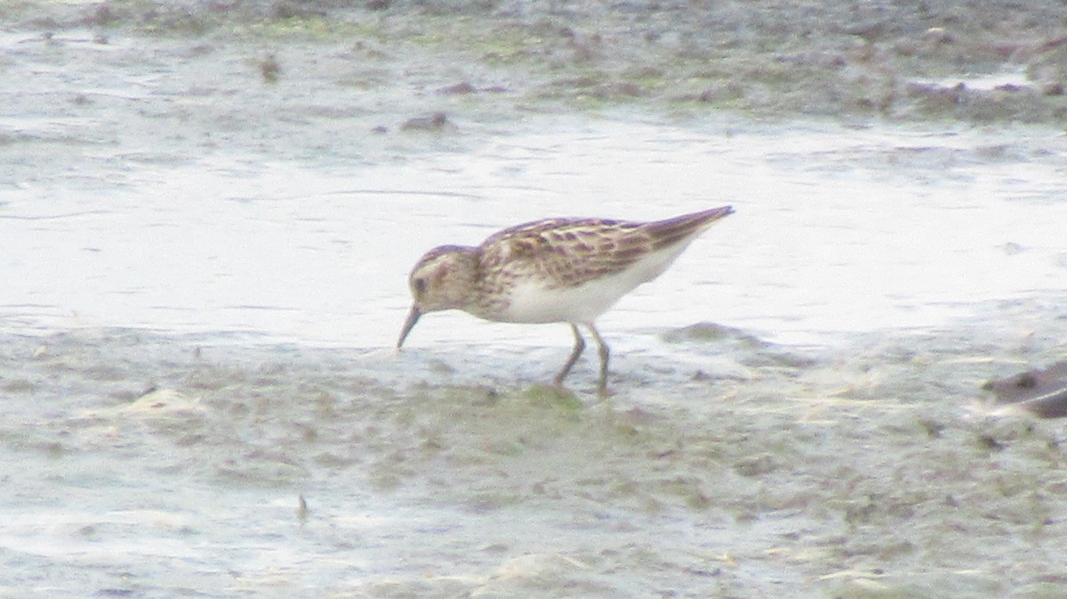 Least Sandpiper - ML595670371