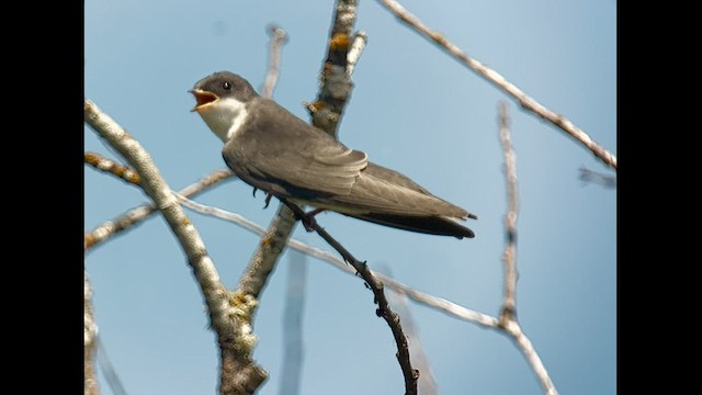 Hirondelle bicolore - ML595670641