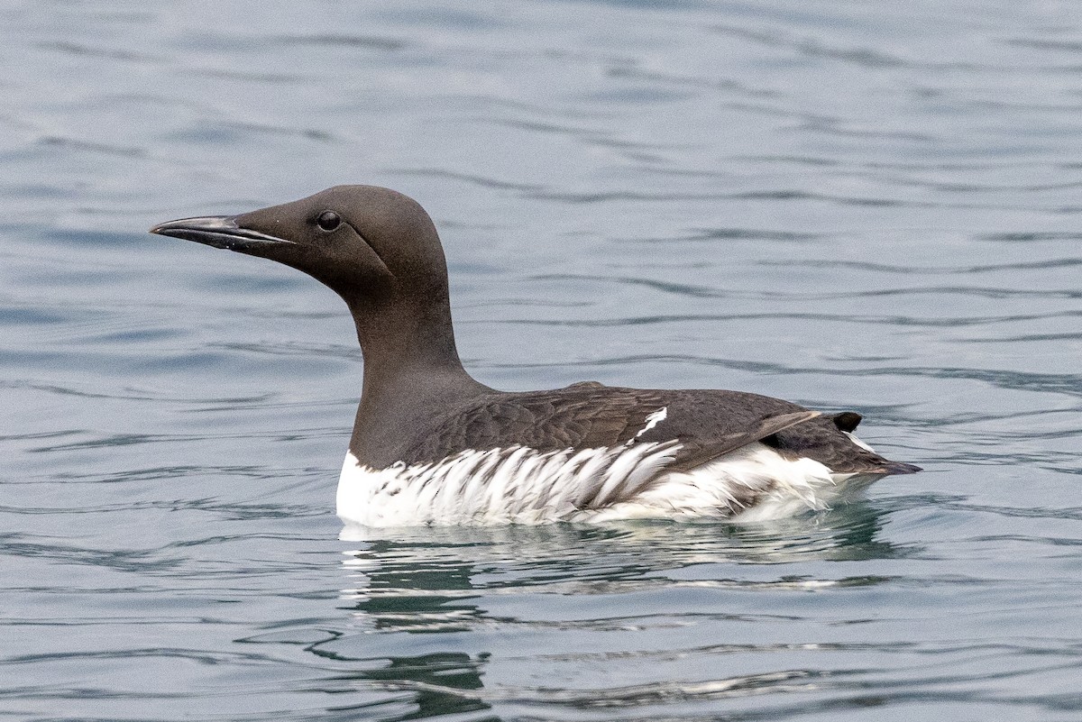 Common Murre - Bill Carpenter