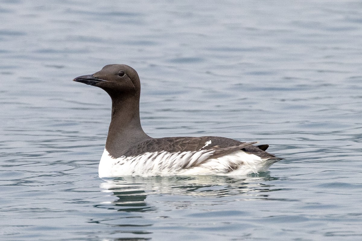 Common Murre - Bill Carpenter