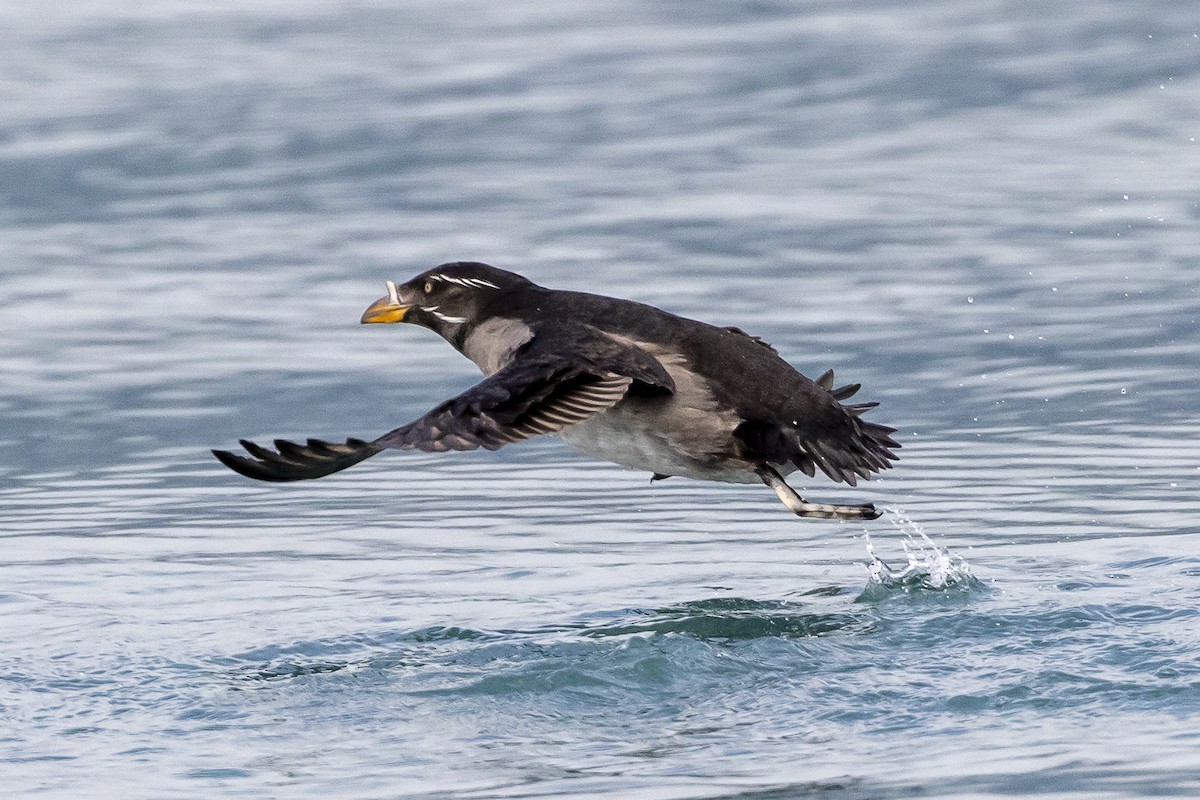 Rhinoceros Auklet - Bill Carpenter