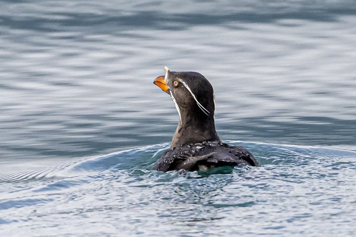 Rhinoceros Auklet - Bill Carpenter