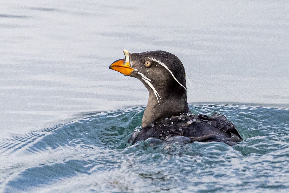 Rhinoceros Auklet - Bill Carpenter