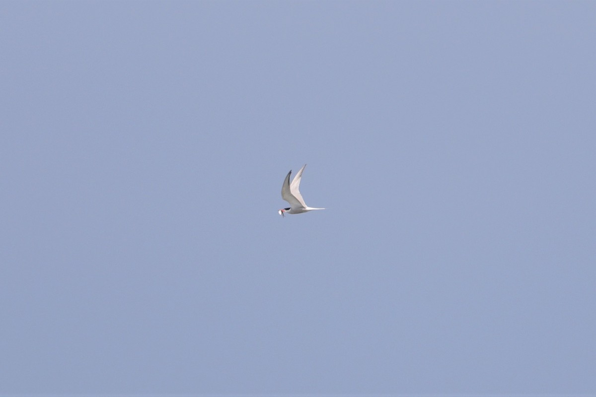 Common Tern - ML595671341