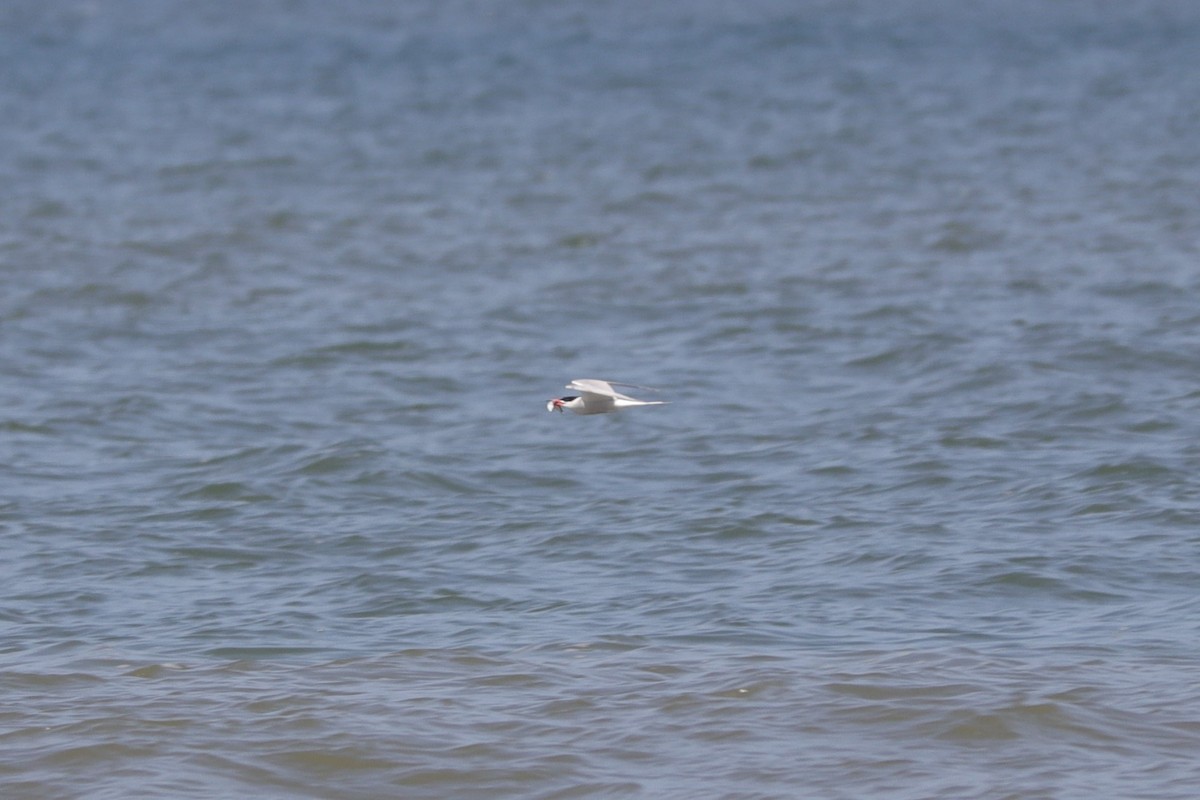 Common Tern - Colton Veltkamp