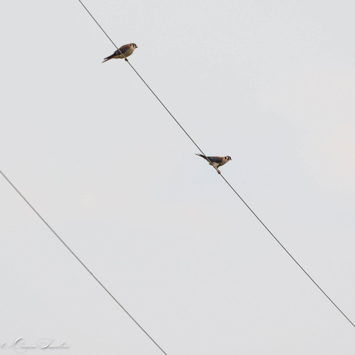 American Kestrel - ML595671521