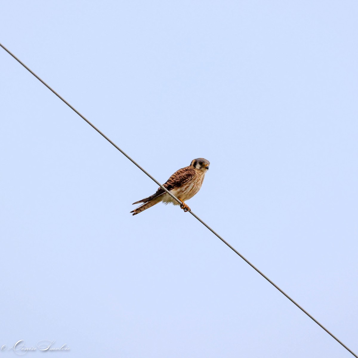 American Kestrel - ML595671551