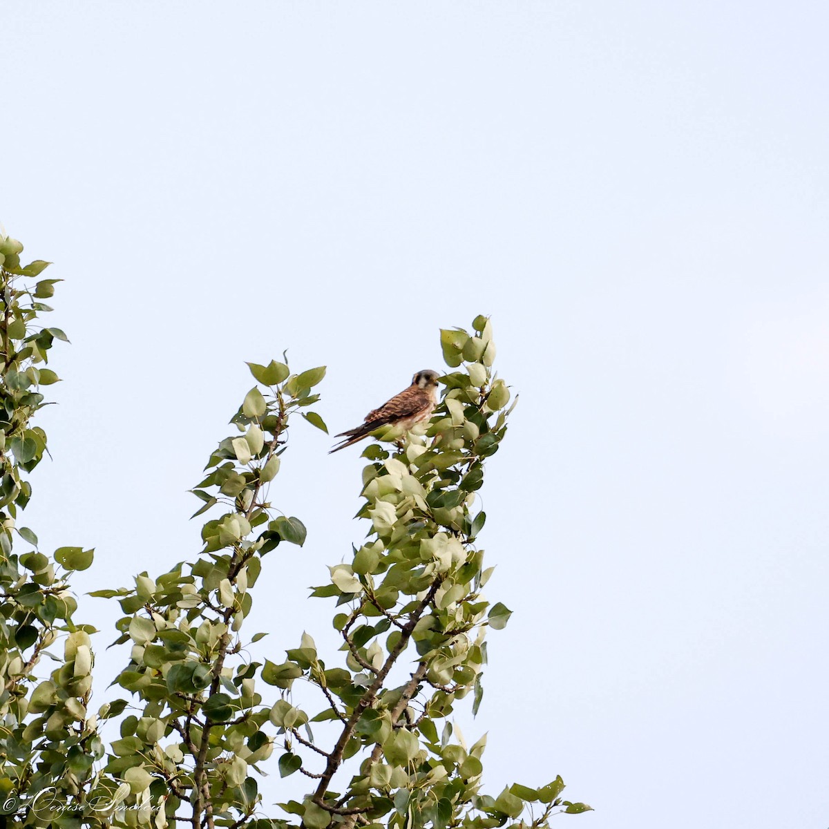 American Kestrel - ML595671561