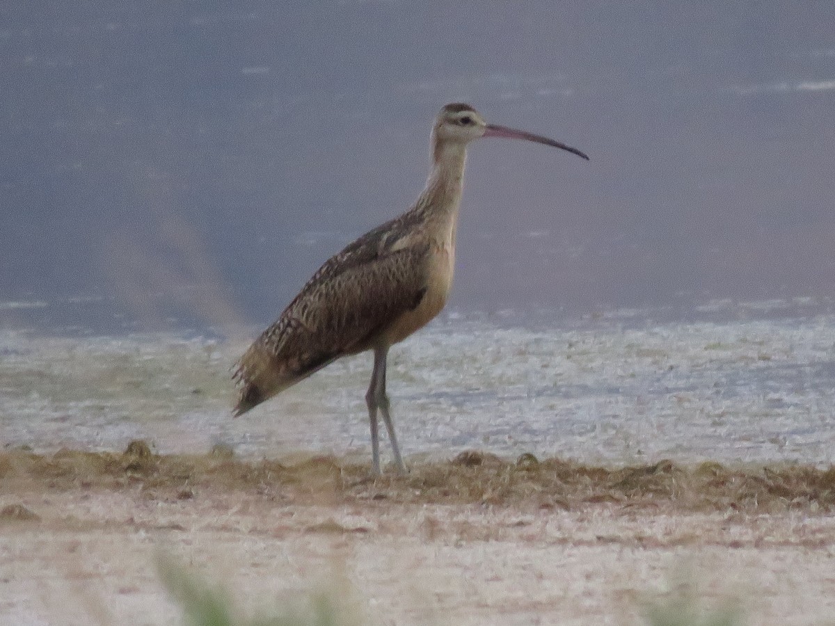 Long-billed Curlew - ML595671981