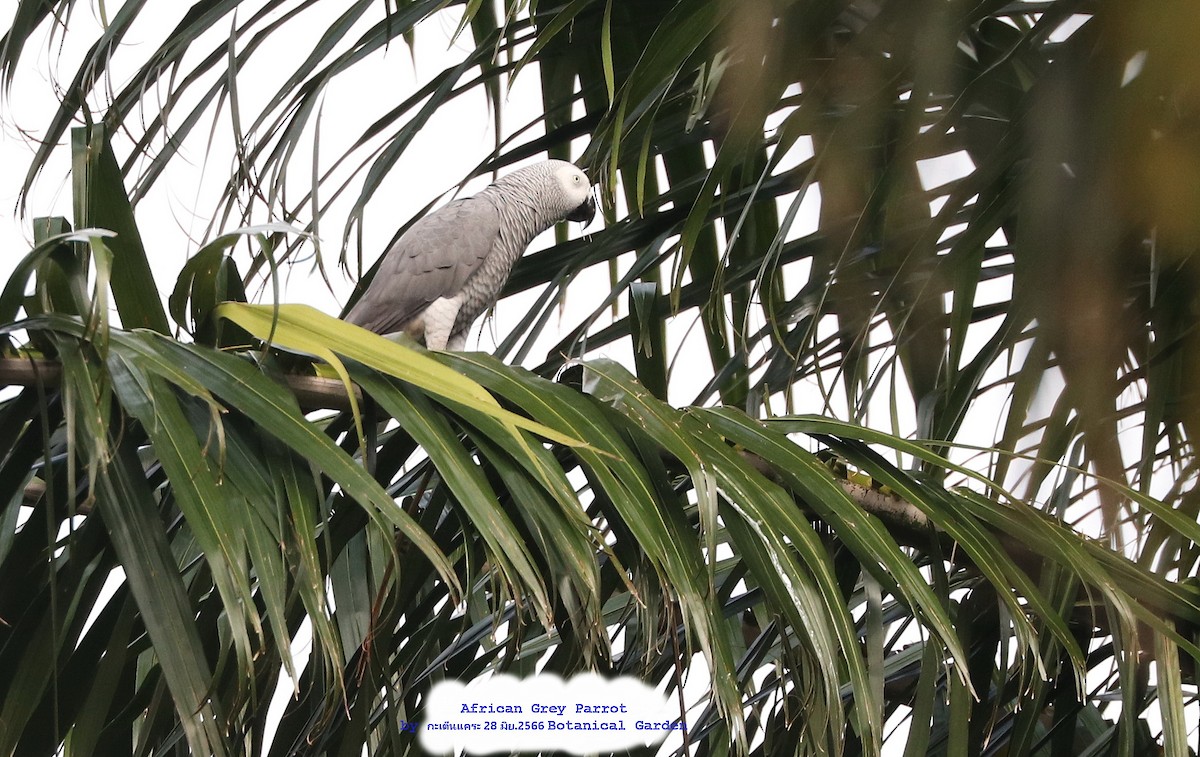 Gray Parrot - ML595672161
