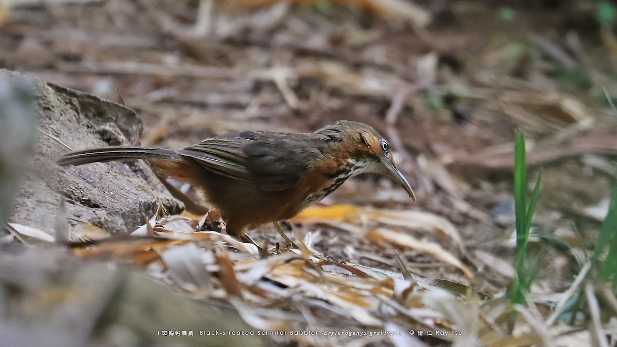 Black-streaked Scimitar-Babbler - ML595672261