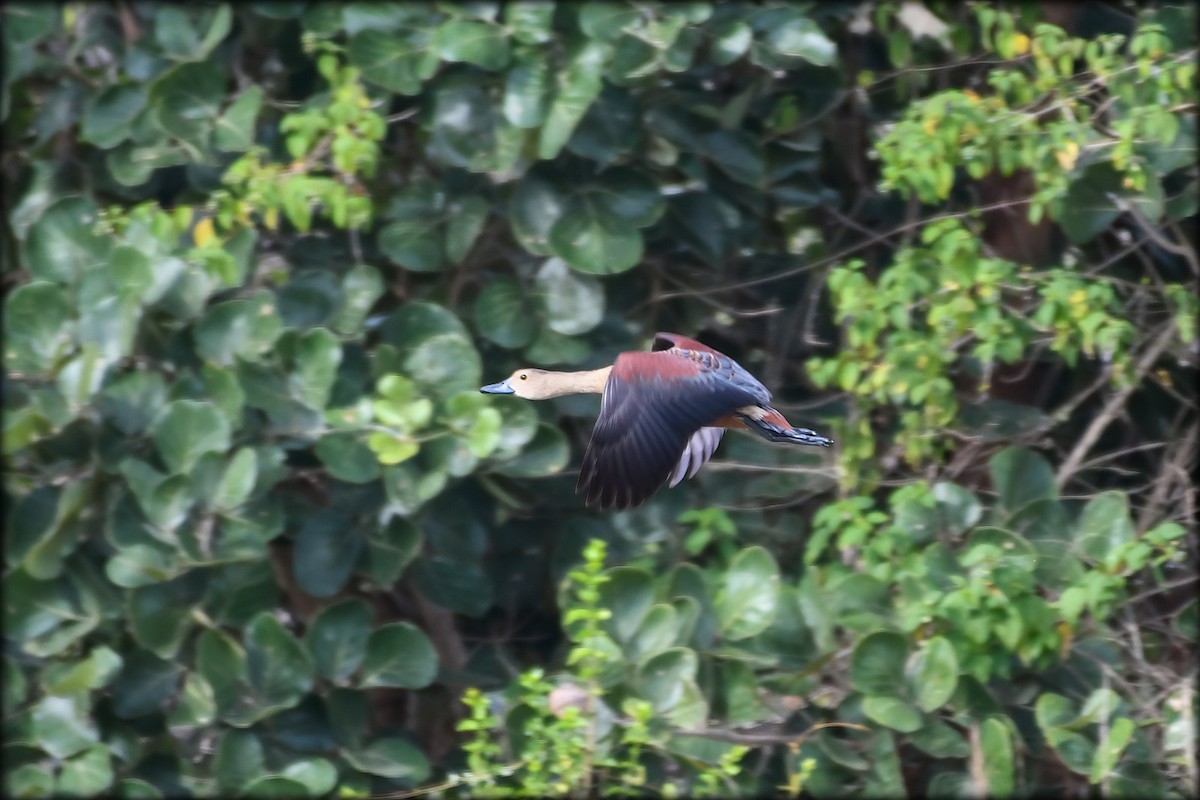 Lesser Whistling-Duck - ML595672271