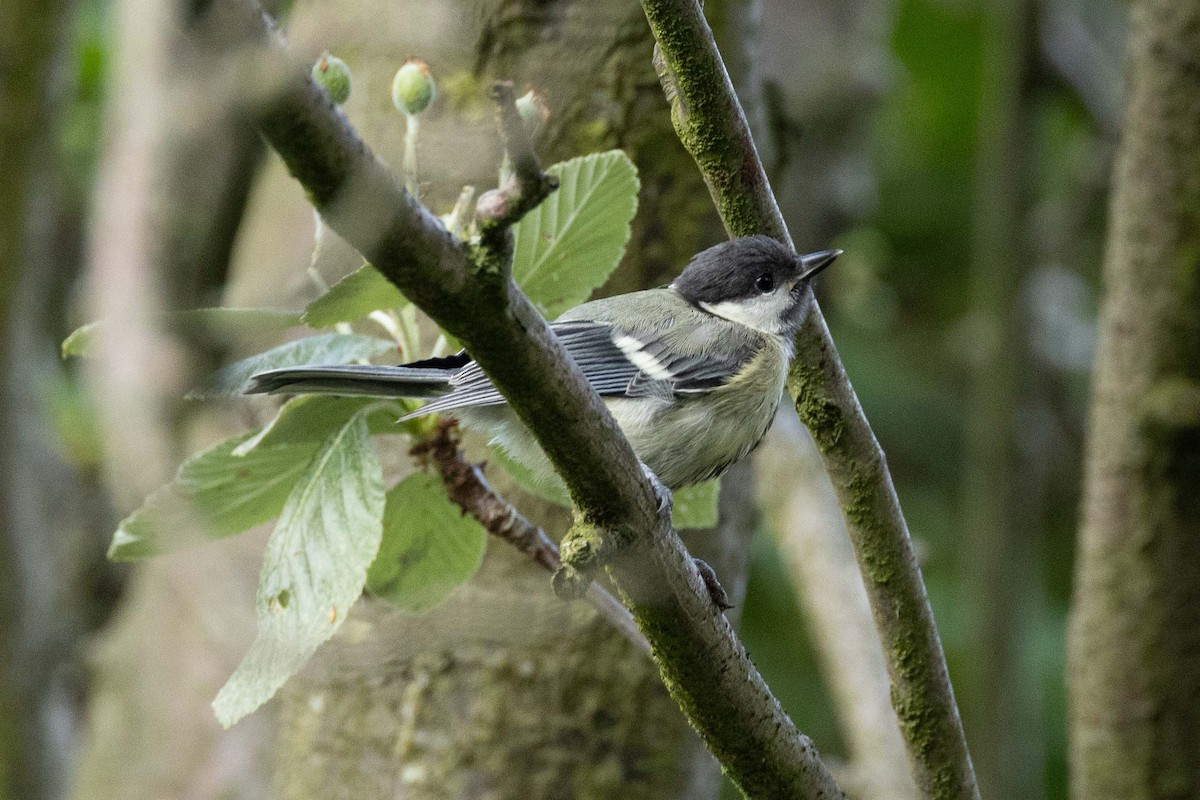Great Tit - ML595672761