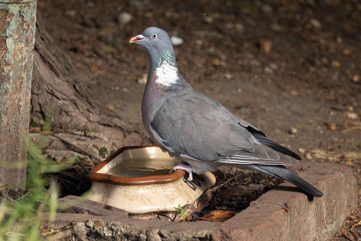 Common Wood-Pigeon - ML595672871