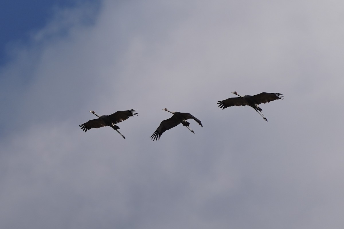 Grulla Brolga - ML595673261