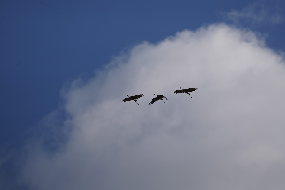 Grulla Brolga - ML595673371