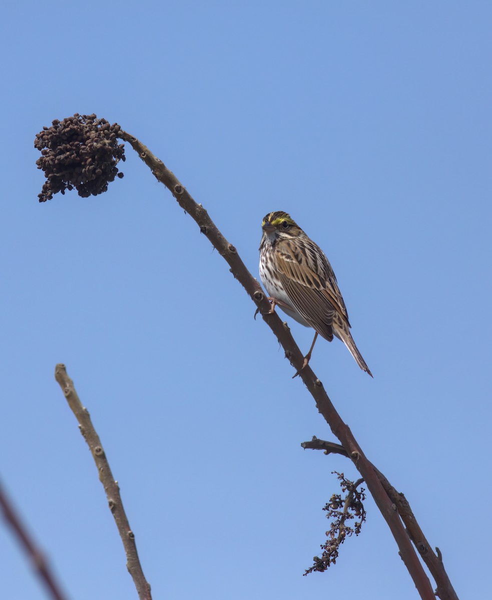 Savannah Sparrow - ML595673491