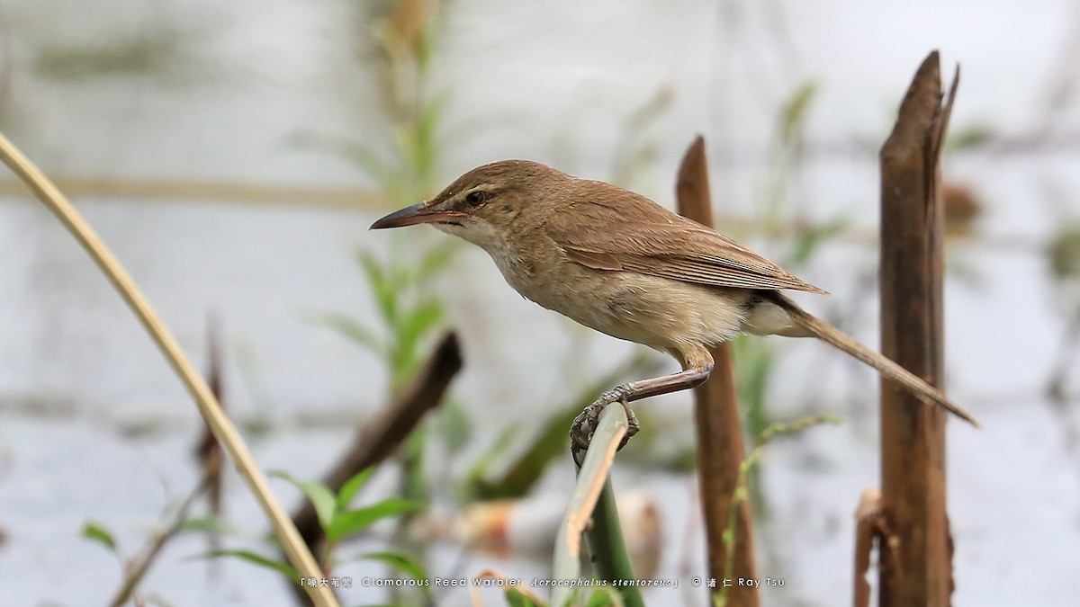 Clamorous Reed Warbler - Ray Tsu 诸 仁