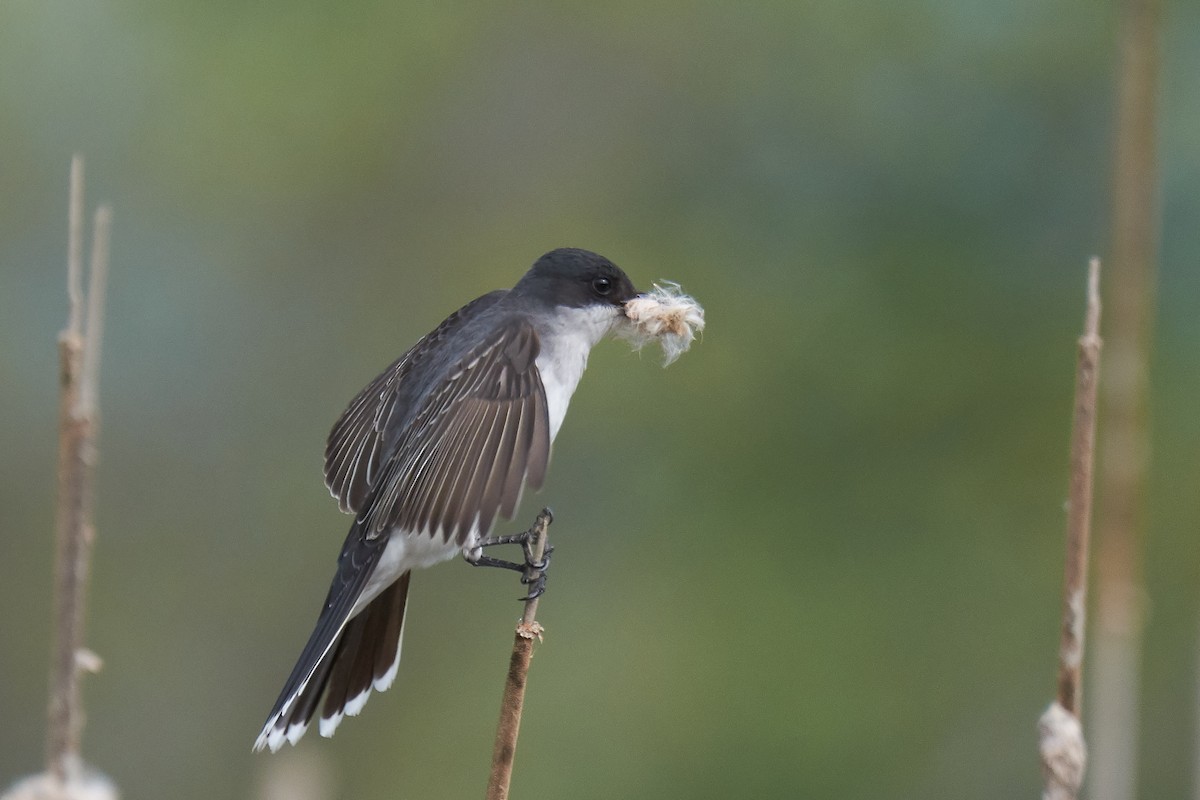 Eastern Kingbird - ML59567361