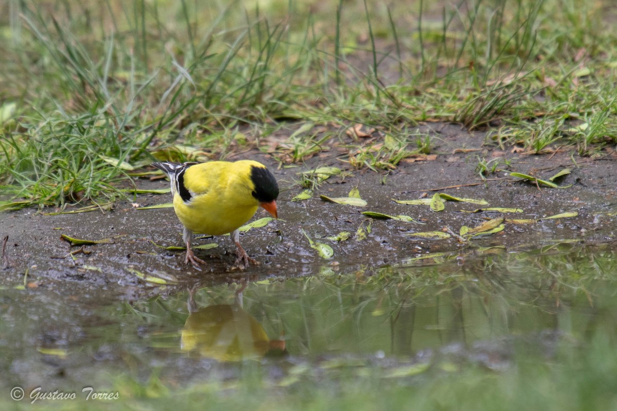 American Goldfinch - ML595673711