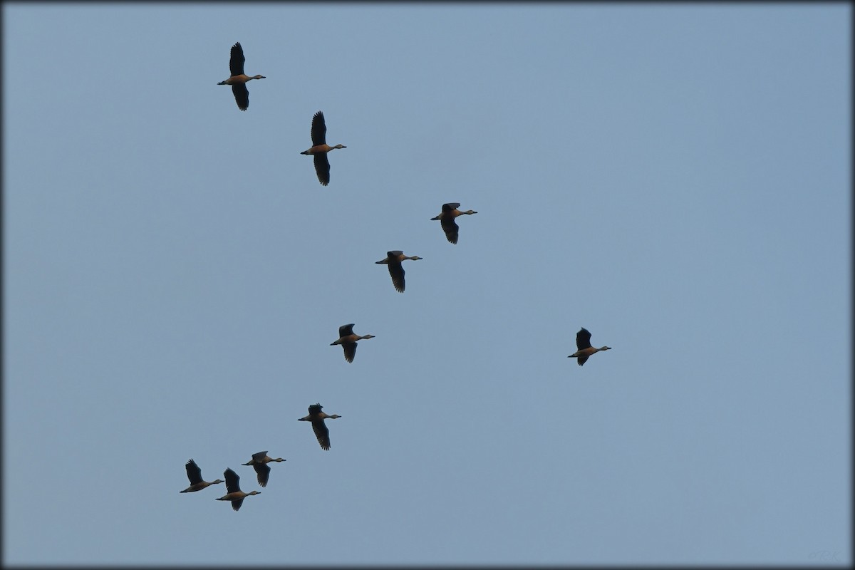 Lesser Whistling-Duck - ML595675341