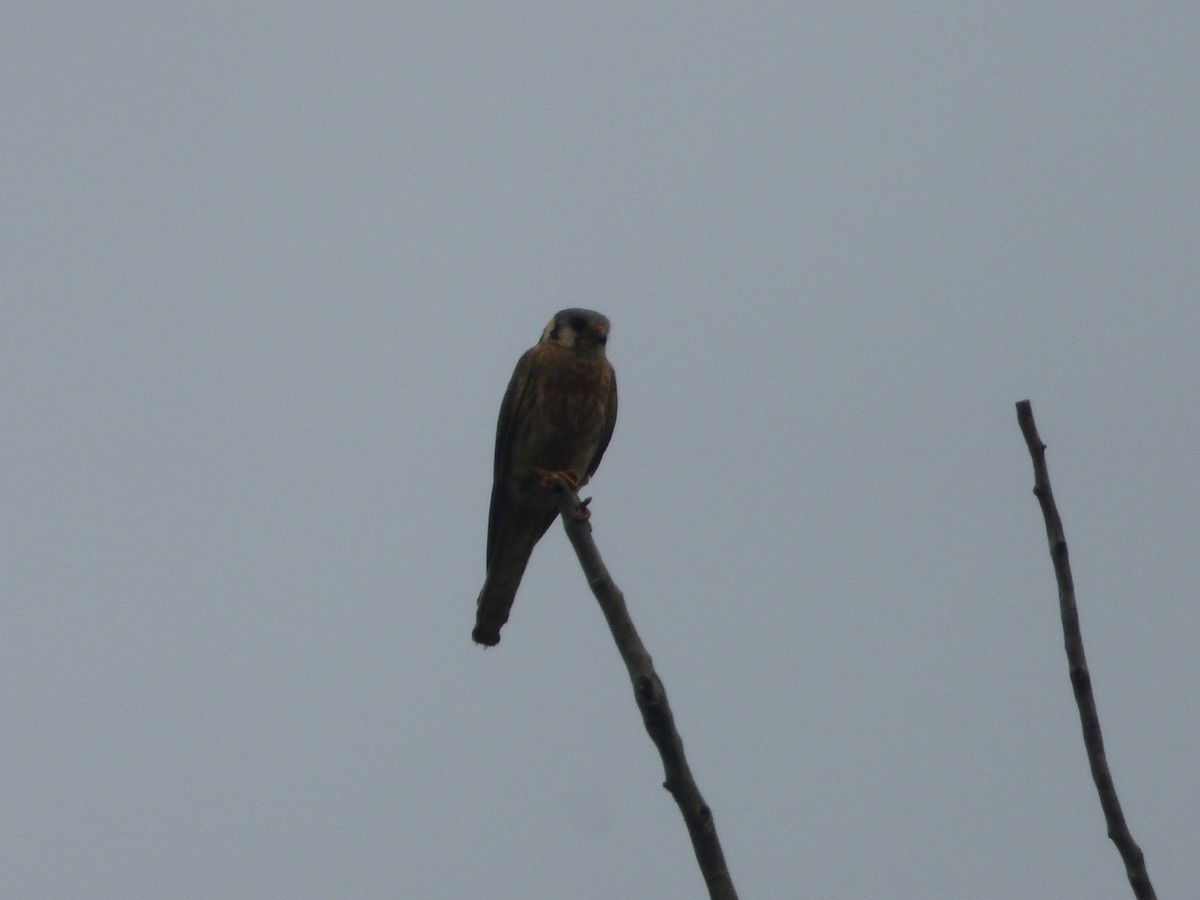 American Kestrel - ML595675351