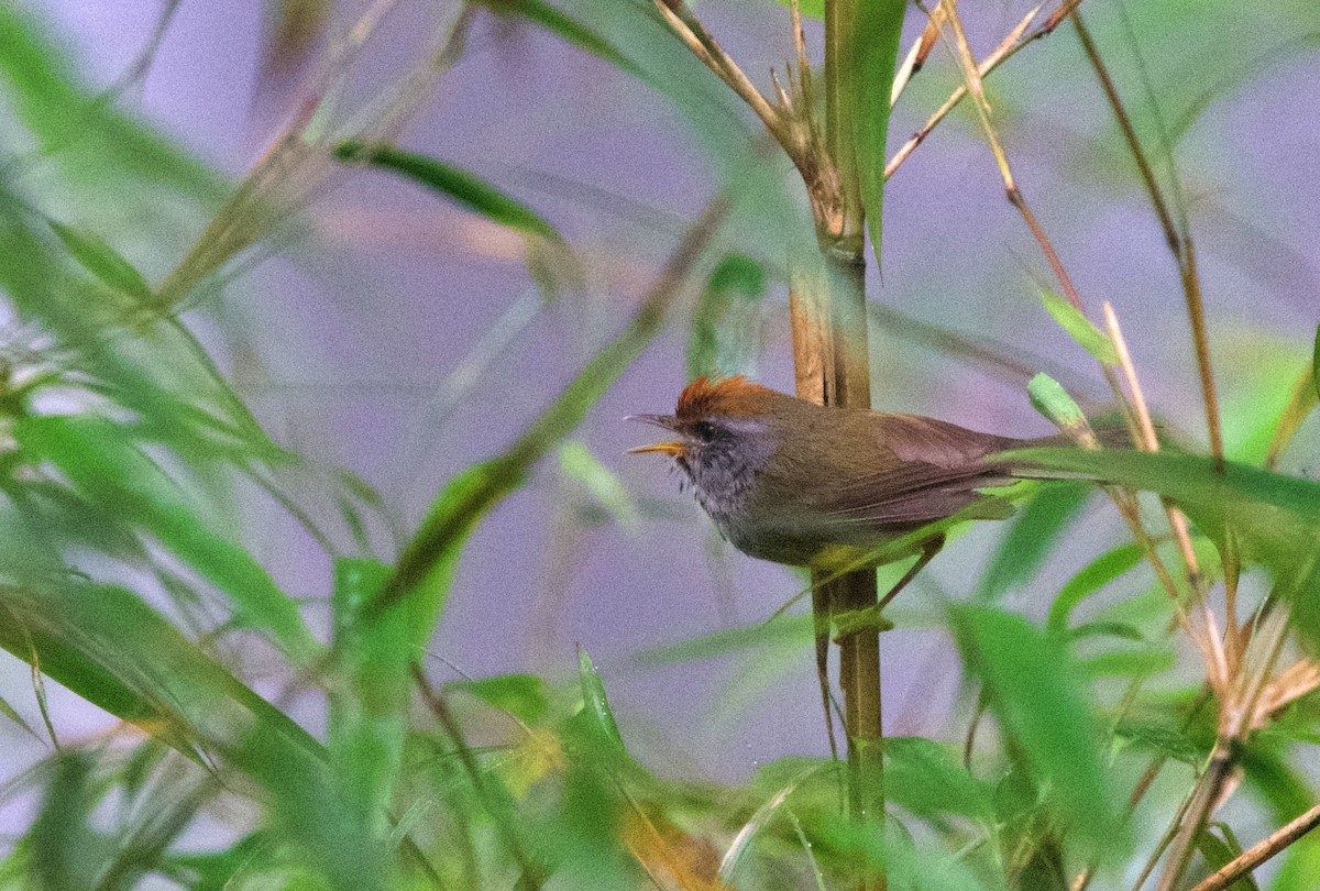 Broad-billed Warbler - ML595675981