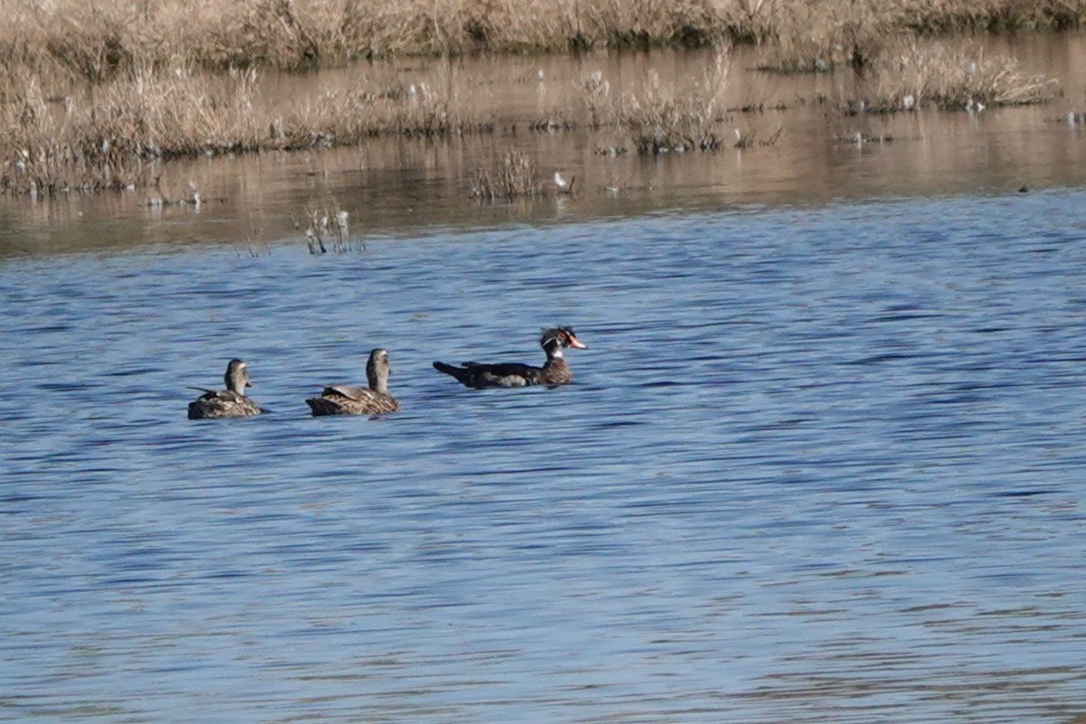 Wood Duck - ML595676171