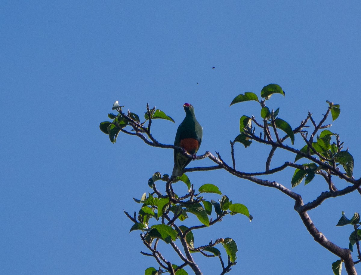 Knob-billed Fruit-Dove - ML595676881