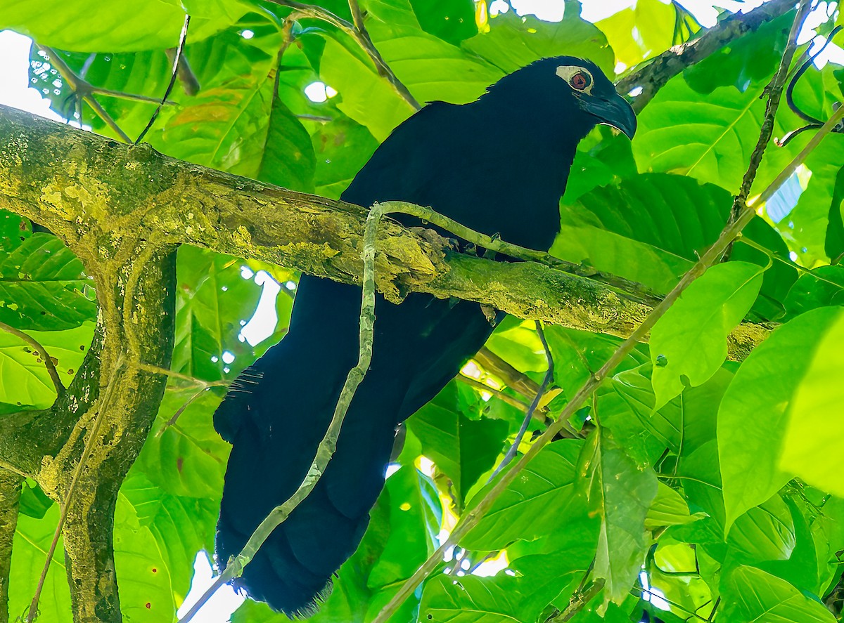 Violaceous Coucal - ML595676981