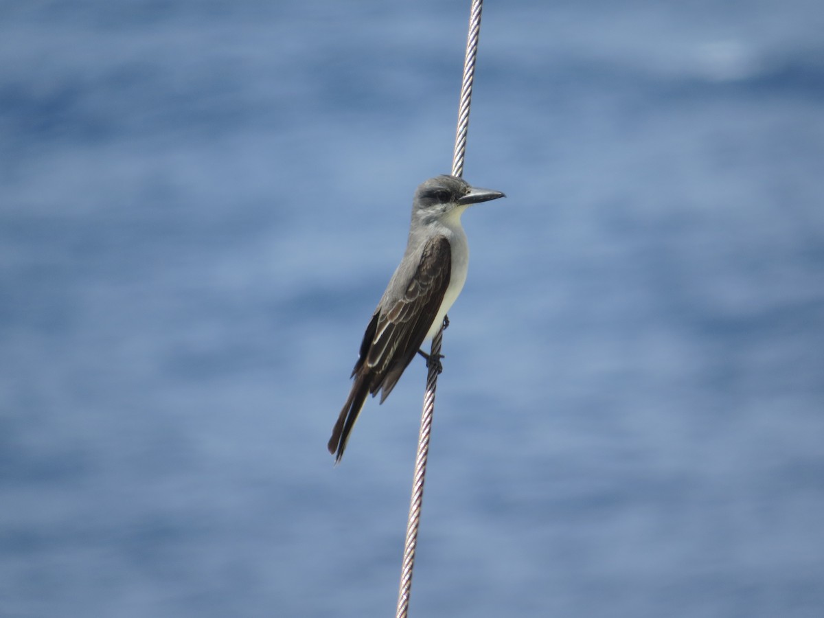 Gray Kingbird - ML59567711