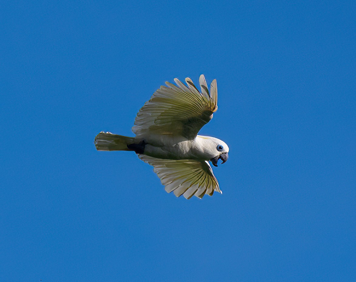 Blue-eyed Cockatoo - ML595677111