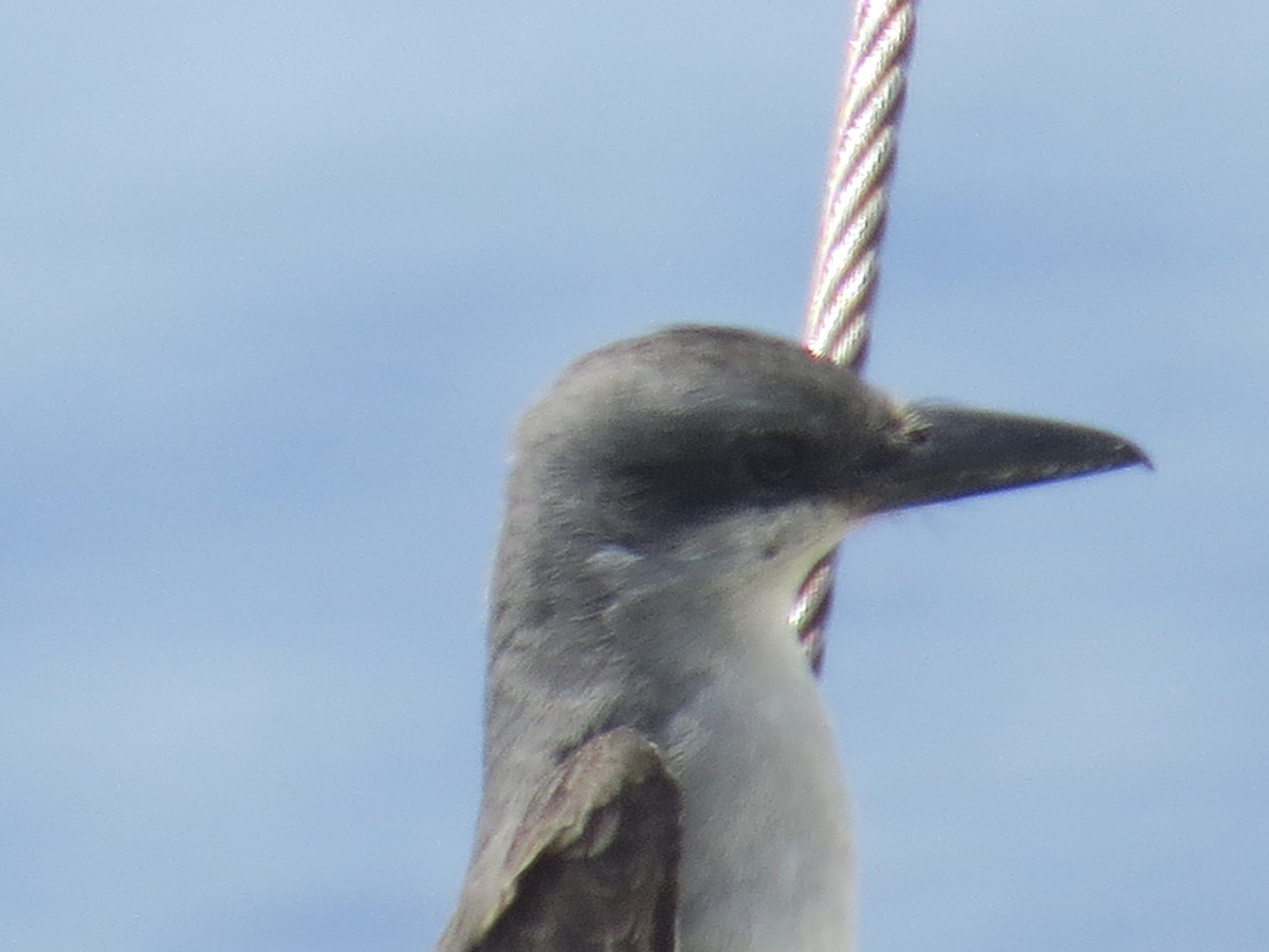 Gray Kingbird - B Griffin