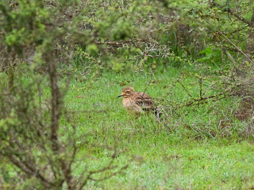 Indian Thick-knee - Praveen Baddi