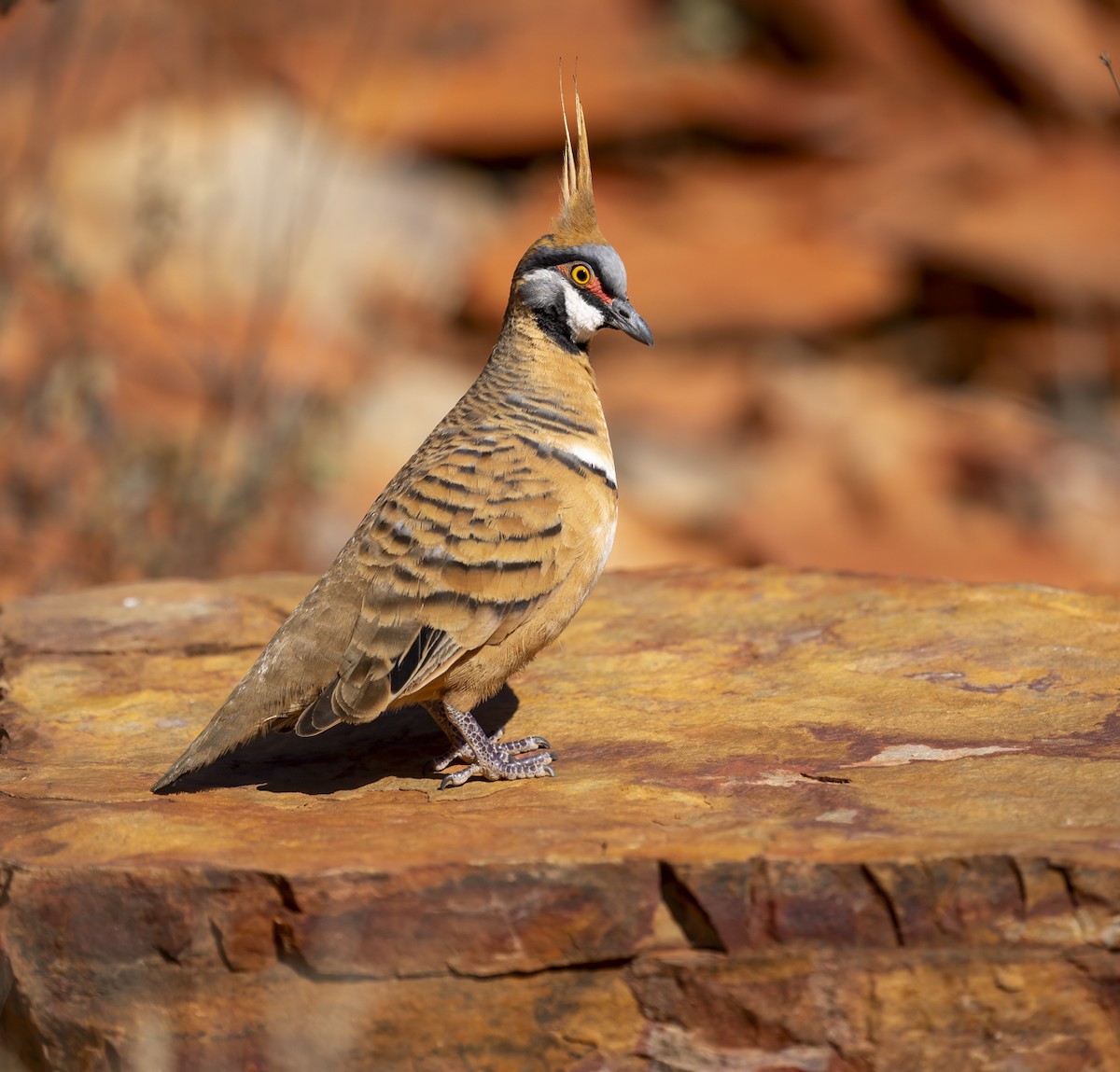 Spinifex Pigeon - ML595679031