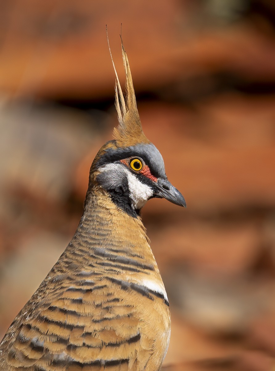 Spinifex Pigeon - ML595679041