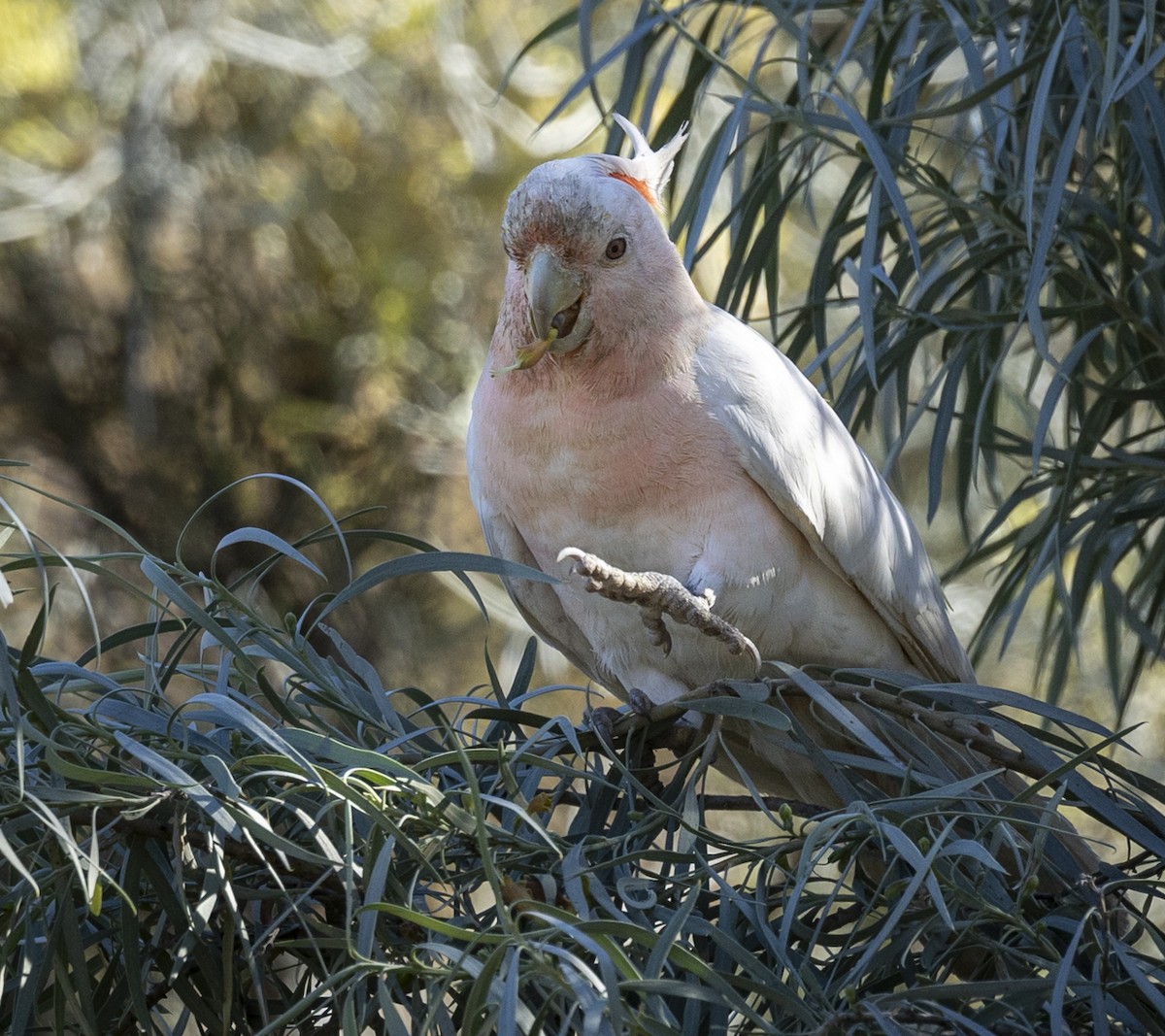 Pink Cockatoo - ML595679051