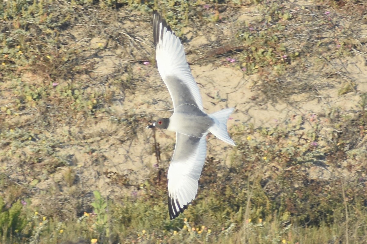 Swallow-tailed Gull - ML595680431
