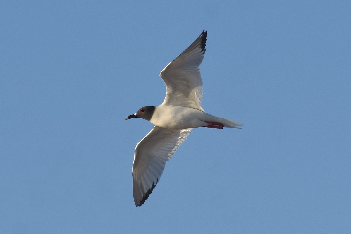 Swallow-tailed Gull - ML595680451