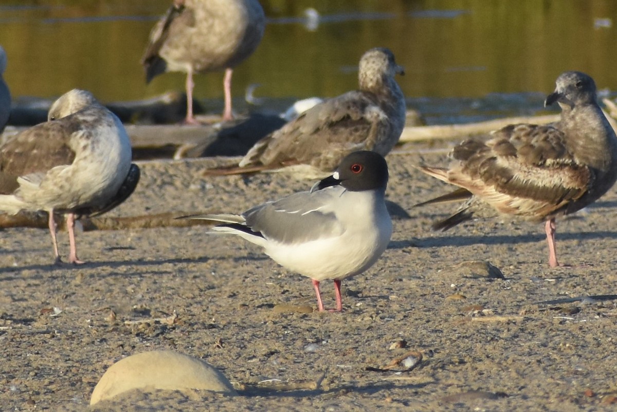 Swallow-tailed Gull - ML595680461