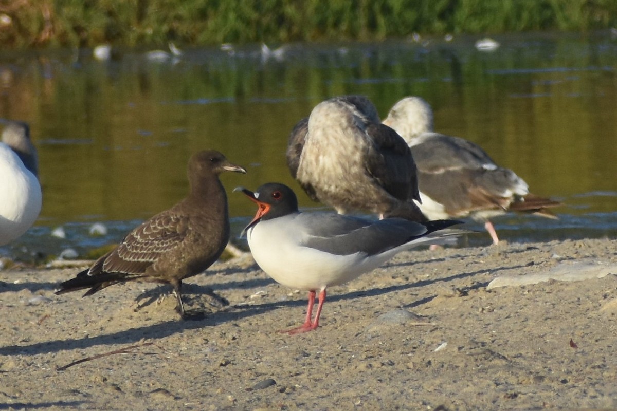 Swallow-tailed Gull - ML595680491