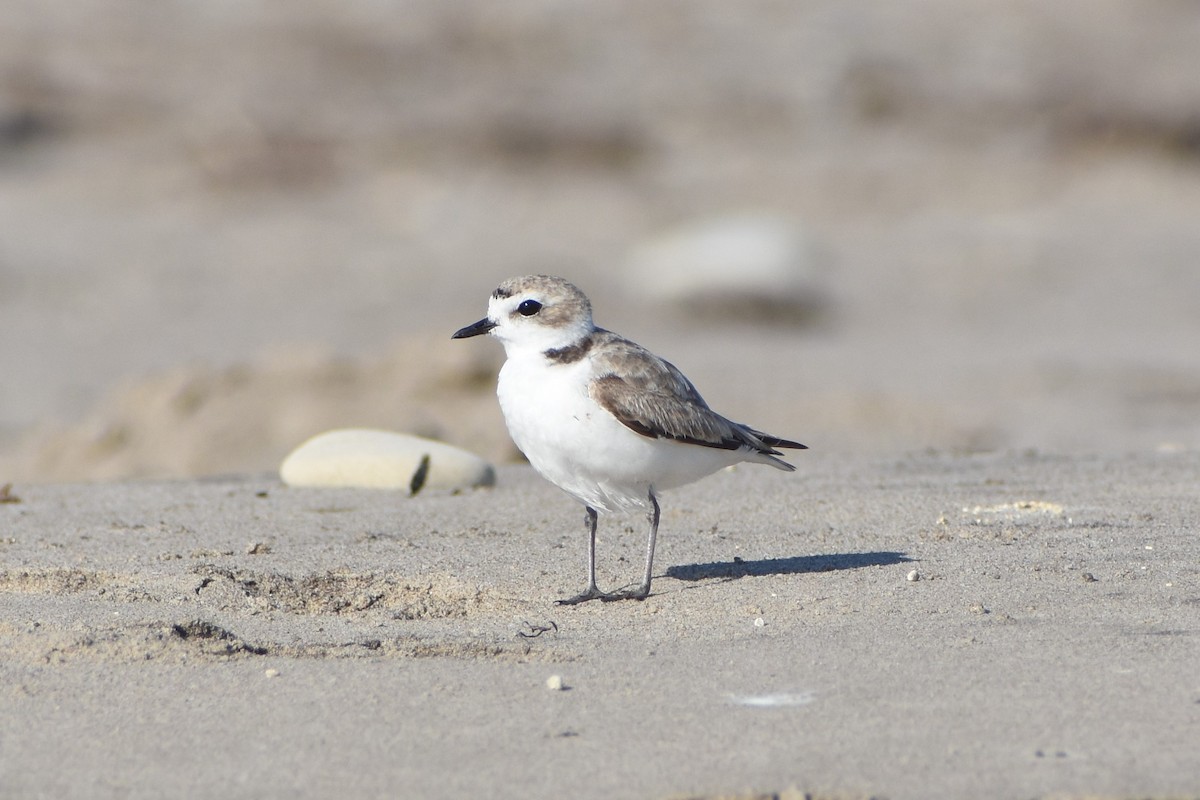 Snowy Plover - ML595680511