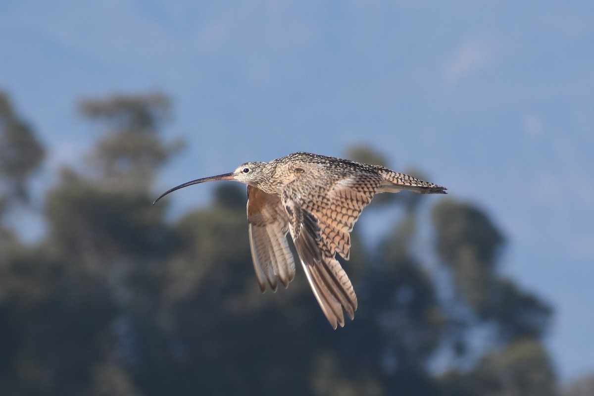 Long-billed Curlew - ML595680641