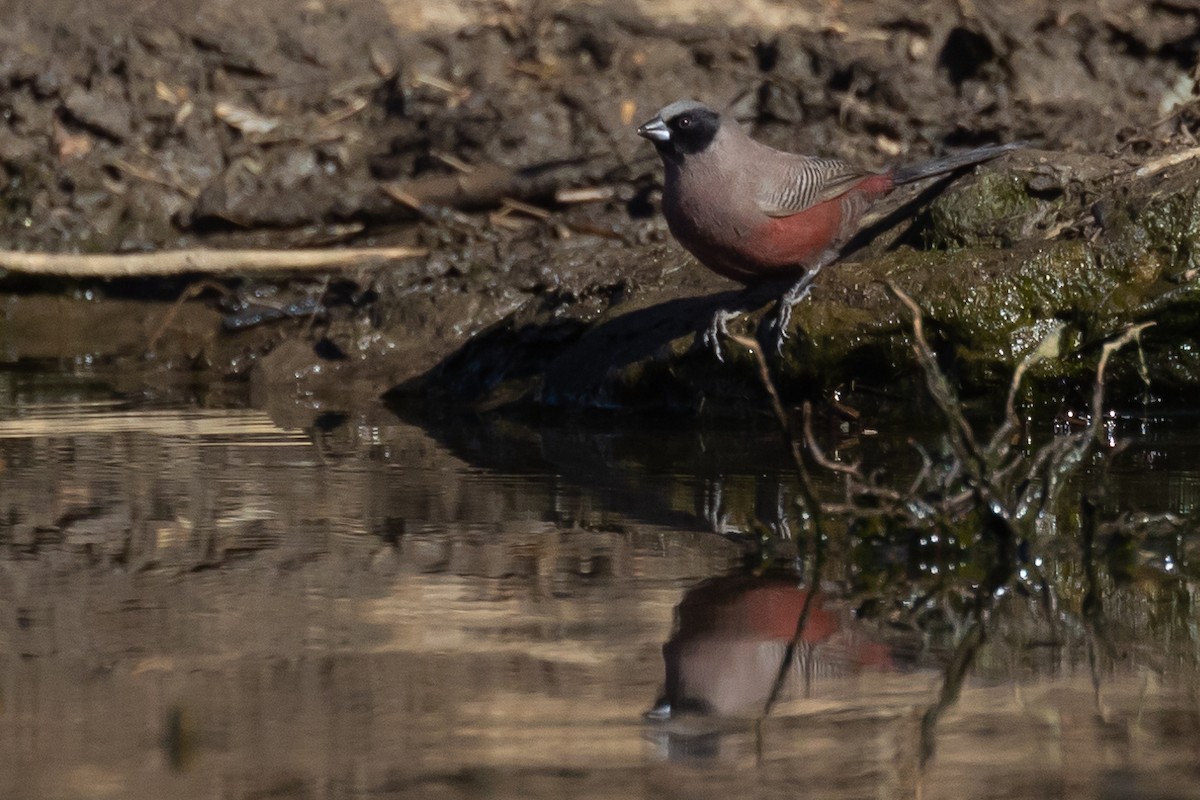 Black-faced Waxbill - Ian Rijsdijk