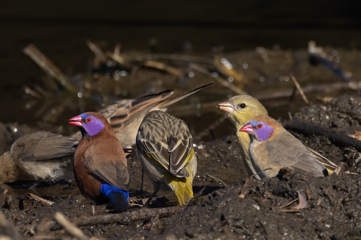 Violet-eared Waxbill - Ian Rijsdijk